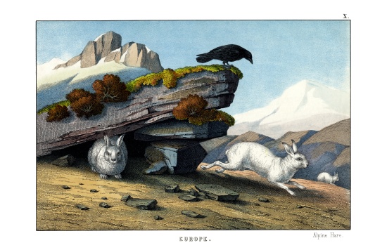 Alpine Hare from English School, (19th century)
