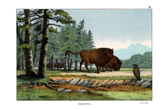 Aurochs of Lithuania from English School, (19th century)