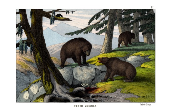 Grizzly bear from English School, (19th century)