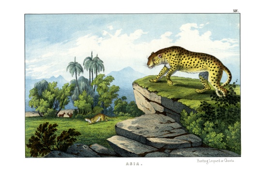 Hunting Leopard from English School, (19th century)