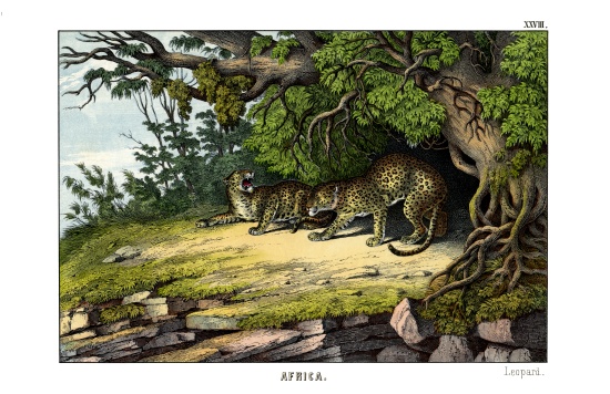 Leopard from English School, (19th century)