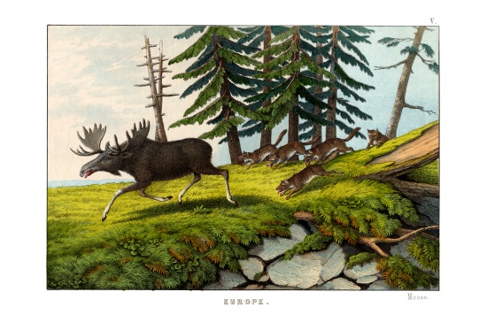 Moose-deer from English School, (19th century)