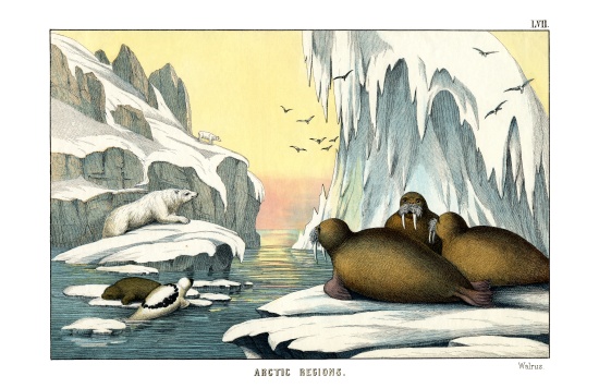 Walrus from English School, (19th century)