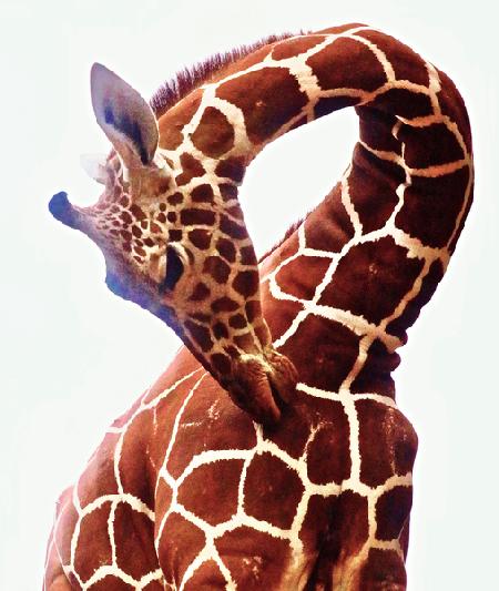 Giraffe, Sarara