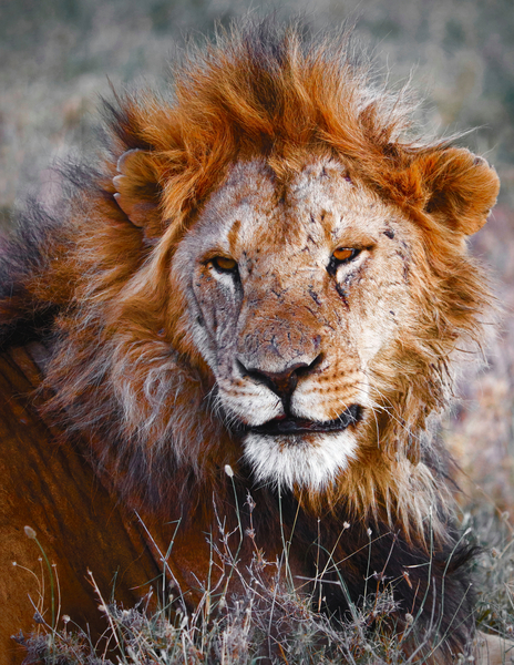 Lion, Ol Pejeta from Eric Meyer