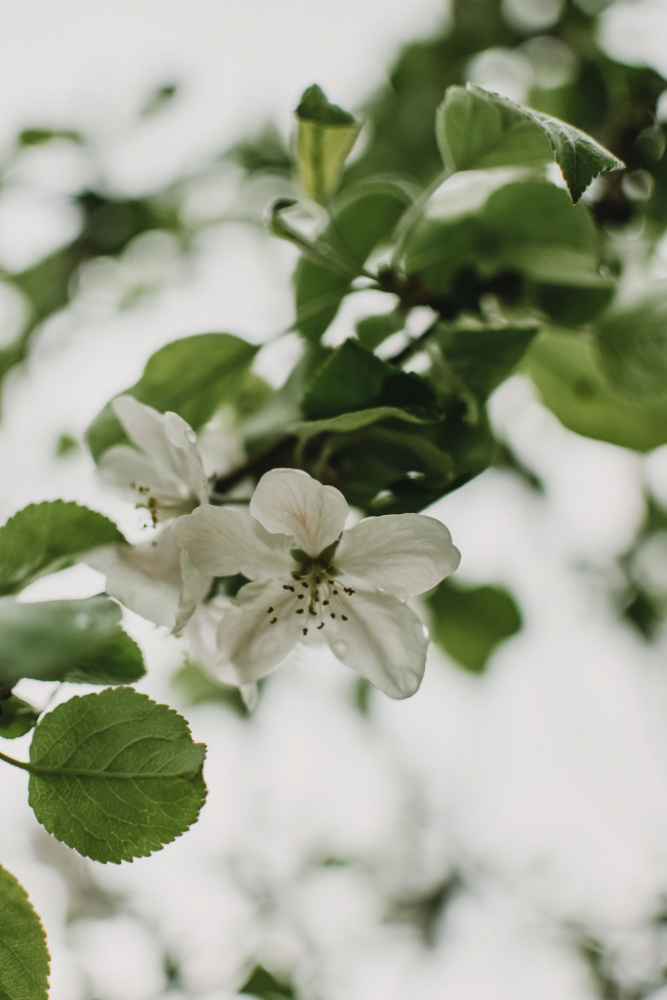 Spring Series - Apple Blossoms in the Rain 10/12 from Eva Bronzini