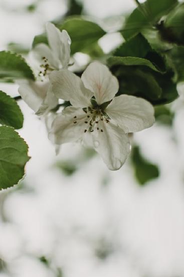 Spring Series - Apple Blossoms in the Rain 9/12