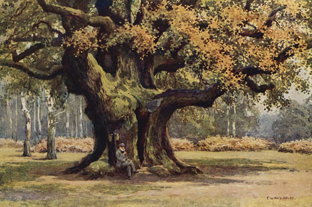 The Major Oak, Thoresby Park from E.W. Haslehust