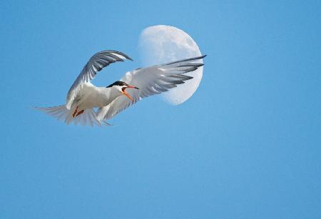 Flying gull against the Moon