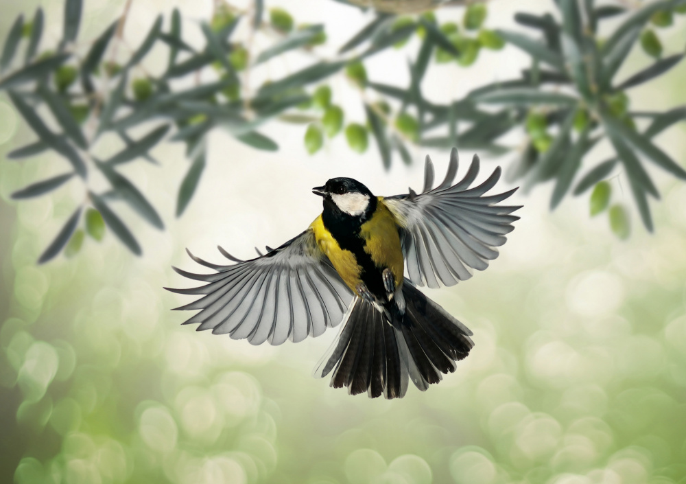 Great Tit flies at olive grove from Eyal Bar Or