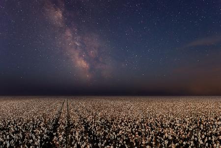 Night in a cotton field