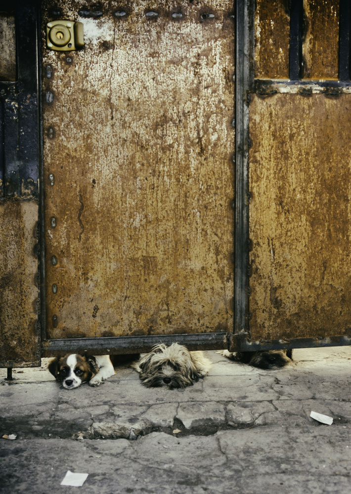 Three sad dogs from Fabian Romano
