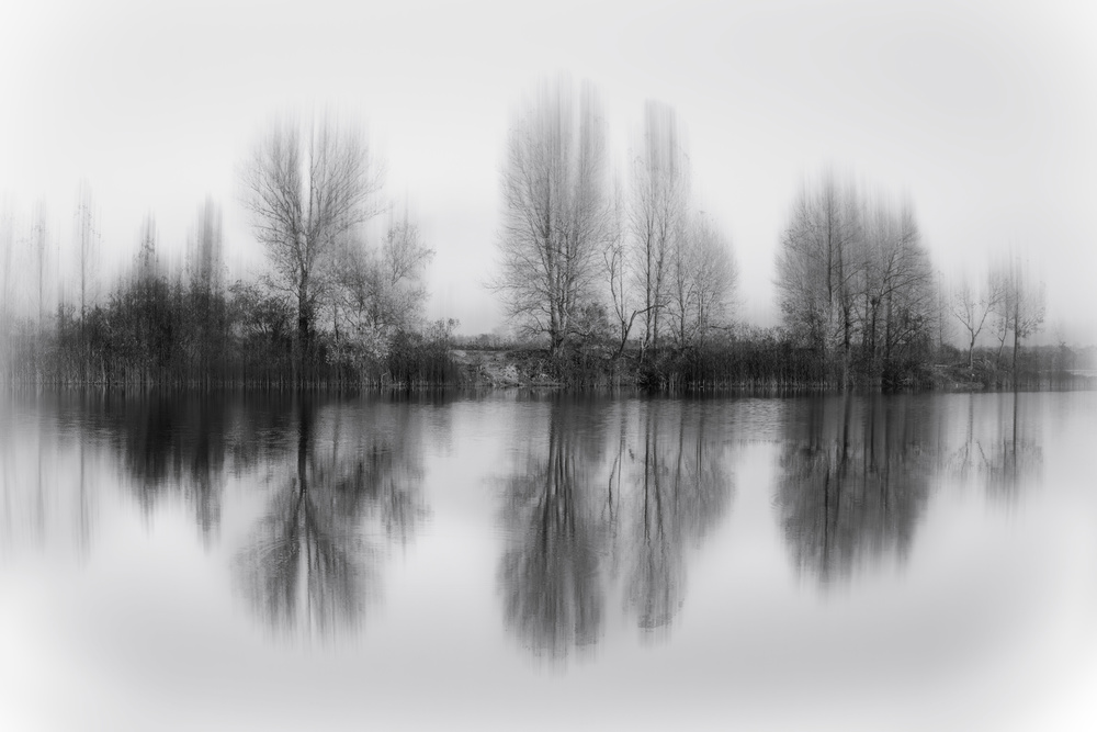 Reflected trees from Fabrizio Massetti