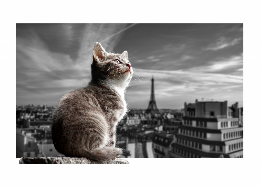 The Eiffel Cat from Fadil Roze