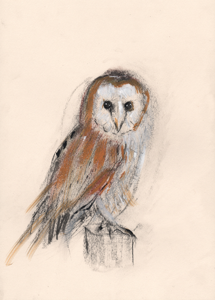 Barn Owl from Faisal Khouja