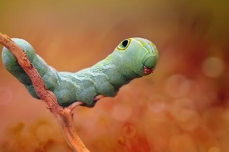 Funny Face Caterpillar