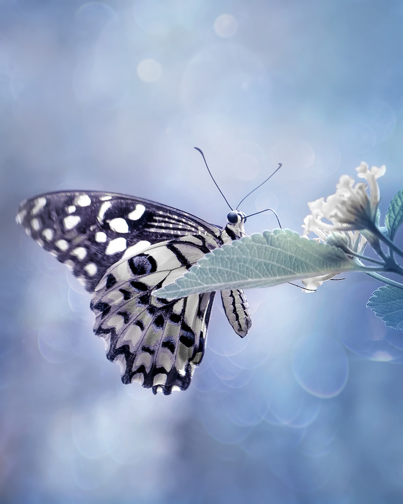 Butterfly in Softly Blue from Fauzan Maududdin