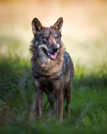 Canis Lupus Signatus