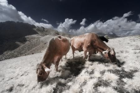 Infrared Cows