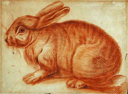 A Rabbit from Flemish School
