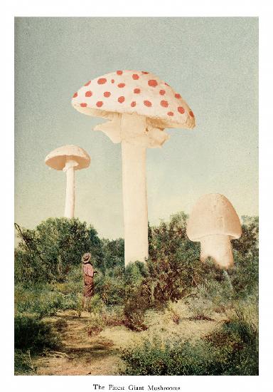 The Finest Giant Mushroom
