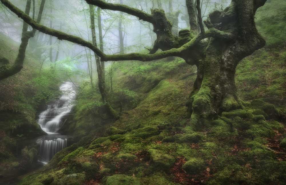 The Enchanted Forest from Fran Osuna