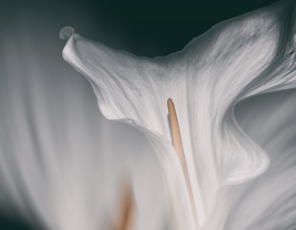 Flower calla from Francesca Ferrari