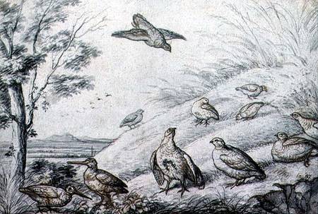 Partridges and Snipe from Francis Barlow