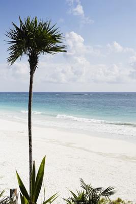 palm tree on the beach from Franck Camhi