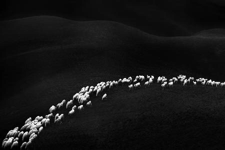 one hundred and forty-nine white sheep