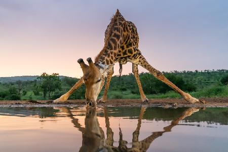 Sunset giraffe drinking