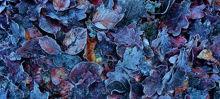 Frosty Leaves