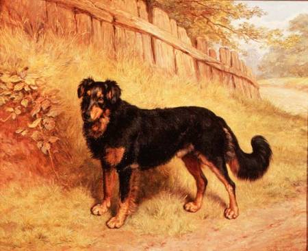 Border Collie from Frank Paton