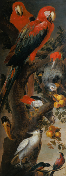 Macaws and Parrots from Frans Snyders