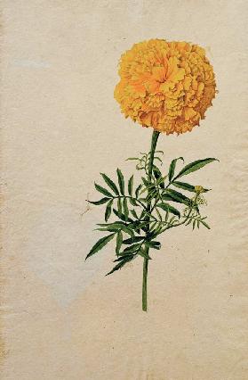 Franz Horny, Tagetesblüte