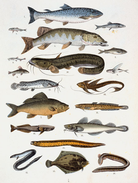 Bonefish and Acanth– opterygians from Französische Schule 19.Jh.
