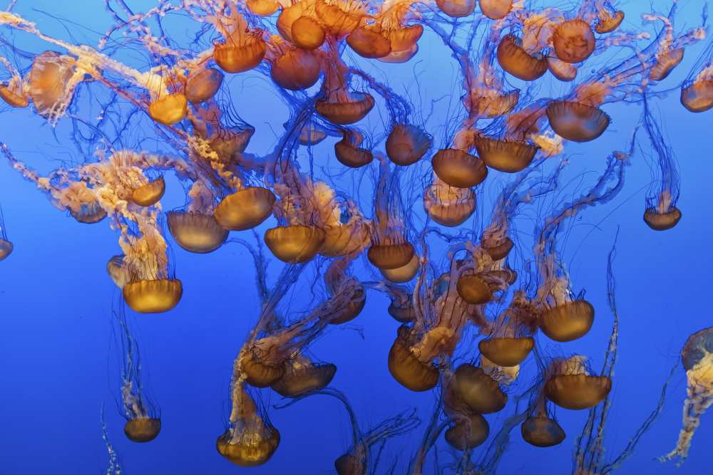 Swarm of Jellyfish from Fred Walker