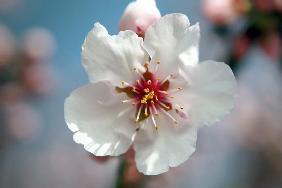 Almond blossom festival in Gimmeldingen announces spring
