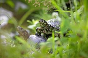 Sumpfschildkröten in der Pfalz