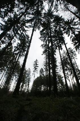Wald in Rheinland-Pfalz