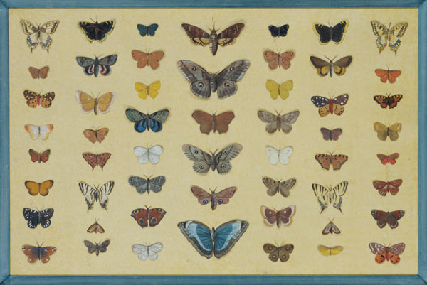 A collage of butterflies and moths including the Camberwell Beauty, the British Swallowtail, the Sca from French School