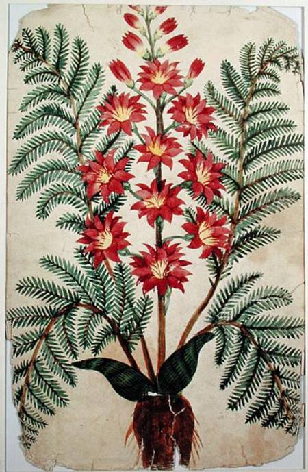 Fern with red and yellow flowers, plate from a seed merchants in Oisans from French School