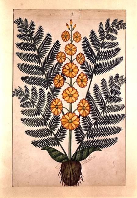 Fern with yellow flowers, plate from a seed merchants in Oisans from French School