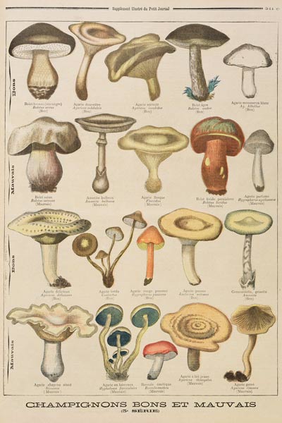 Good and bad mushrooms, illustration from the illustrated supplement of Le Petit Journal, 26th Octob from French School