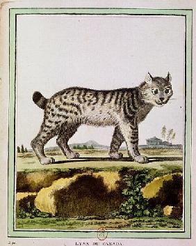 Canadian Lynx (Lynx Canadensis)