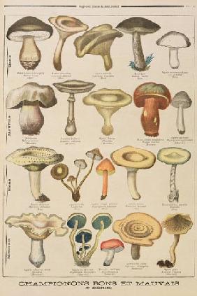 Good and bad mushrooms, illustration from the illustrated supplement of Le Petit Journal, 26th Octob