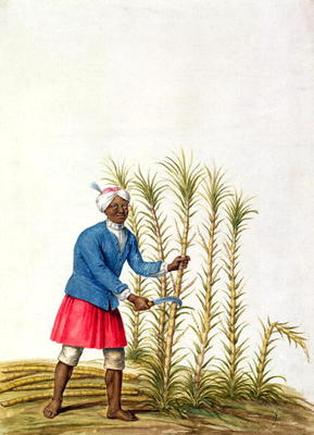 Slave cutting sugar cane, from the Illes de l'Amerique in the Antilles, end of the 17th century (w/c from French School, (17th century)