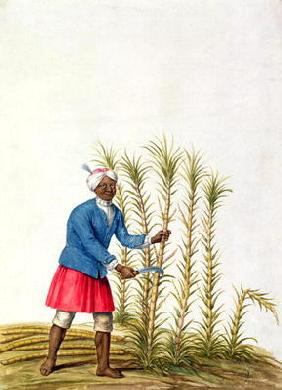 Slave cutting sugar cane, from the Illes de l'Amerique in the Antilles, end of the 17th century (w/c