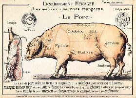 Cuts of Pork, illustration from a French Domestic Science Manual by H. de Puytorac
(colour litho)