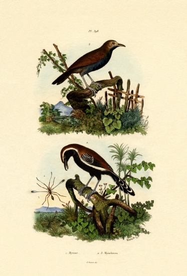 Antbirds from French School, (19th century)